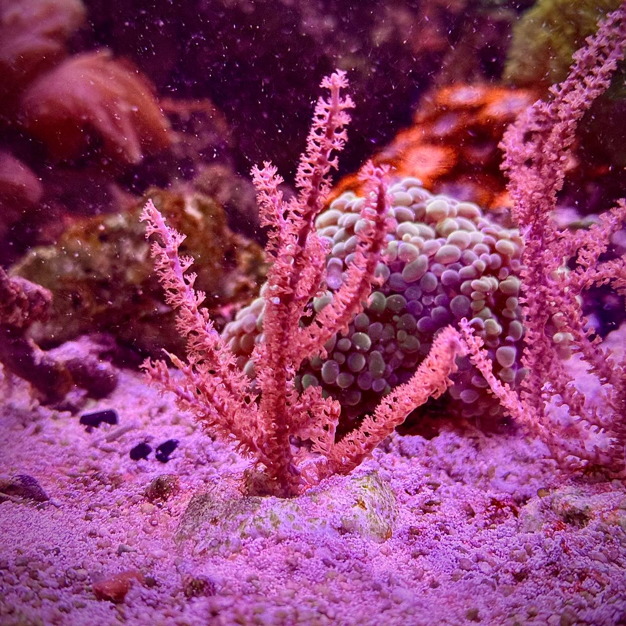 Pseudogorgonia - Псевдогоргонарія