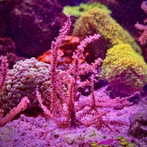Pseudogorgonia - Псевдогоргонарія