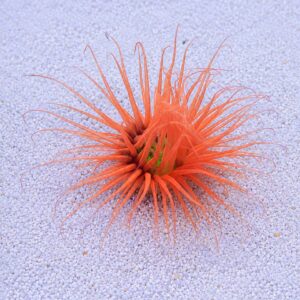 CERIANTHUS SP. УЛЬТРА ПОМАРАНЧЕВИЙ