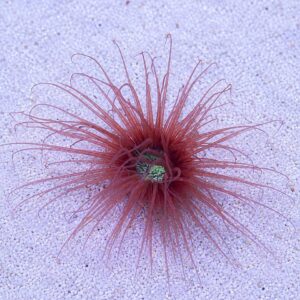 CERIANTHUS SP. УЛЬТРА ПОМАРАНЧЕВИЙ