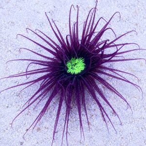 CERIANTHUS SP. ФЛУОРІОНТНО-ЗЕЛЕНИЙ