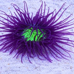CERIANTHUS SP. ФЛУОРІОНТНО-ЗЕЛЕНИЙ