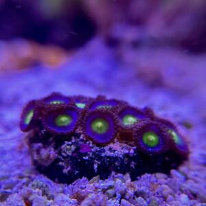 Zoanthus spp - Зоантус синій