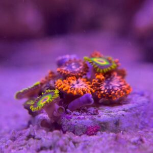 Zoanthus spp - Зоантус Mix