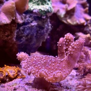 Sarcophyton - Саркофітон