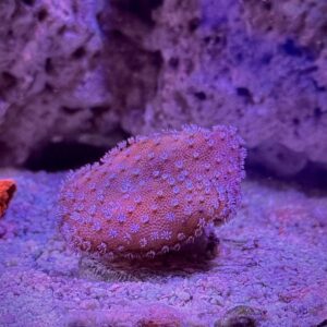 Sarcophyton - Саркофітон