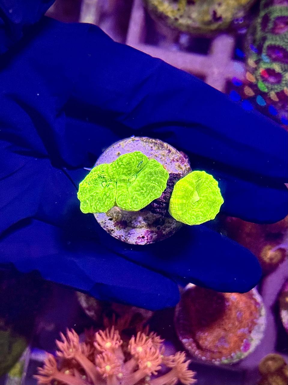 CAULASTREA FLUO GREEN - Кауластрея