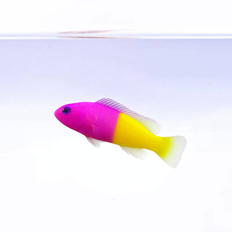 Pseudochromis paccagnellae Псевдохроміс паккагнелла