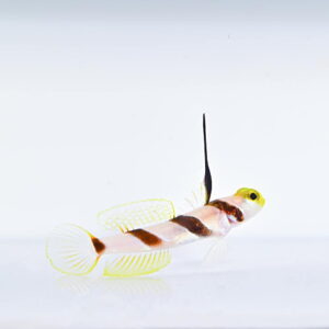 Stonogobiops nematodes Ниткоперий червоносмугий бичок