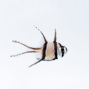 Pterapogon kauderni - Апогон