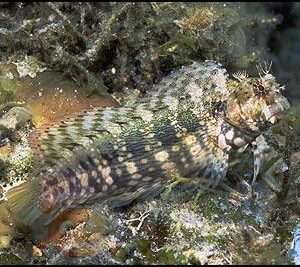 Salarias fasciatus - собачка водоростеїд