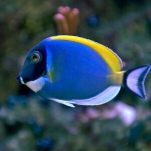 Білогрудий хірург - Acanthurus leucosternon
