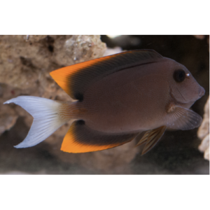 Ctenochaetus tominiensis Жовтоплавичний ктенохет
