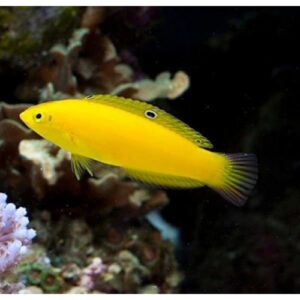 Halichoeres chrysus -Жовтий хрізус