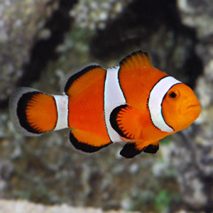 Риба клоун – Амфіпріон Оцеляріс (Amphiprion ocellaris)