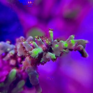 Acropora spp. - Акропора
