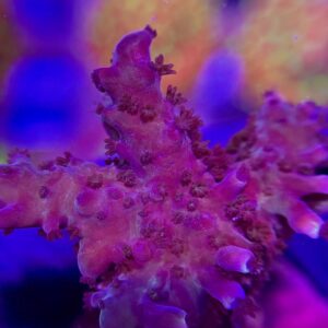 (Копія)Acropora spp. - Акропора
