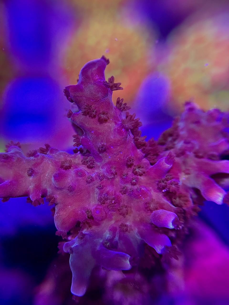 (Копія)Acropora spp. - Акропора