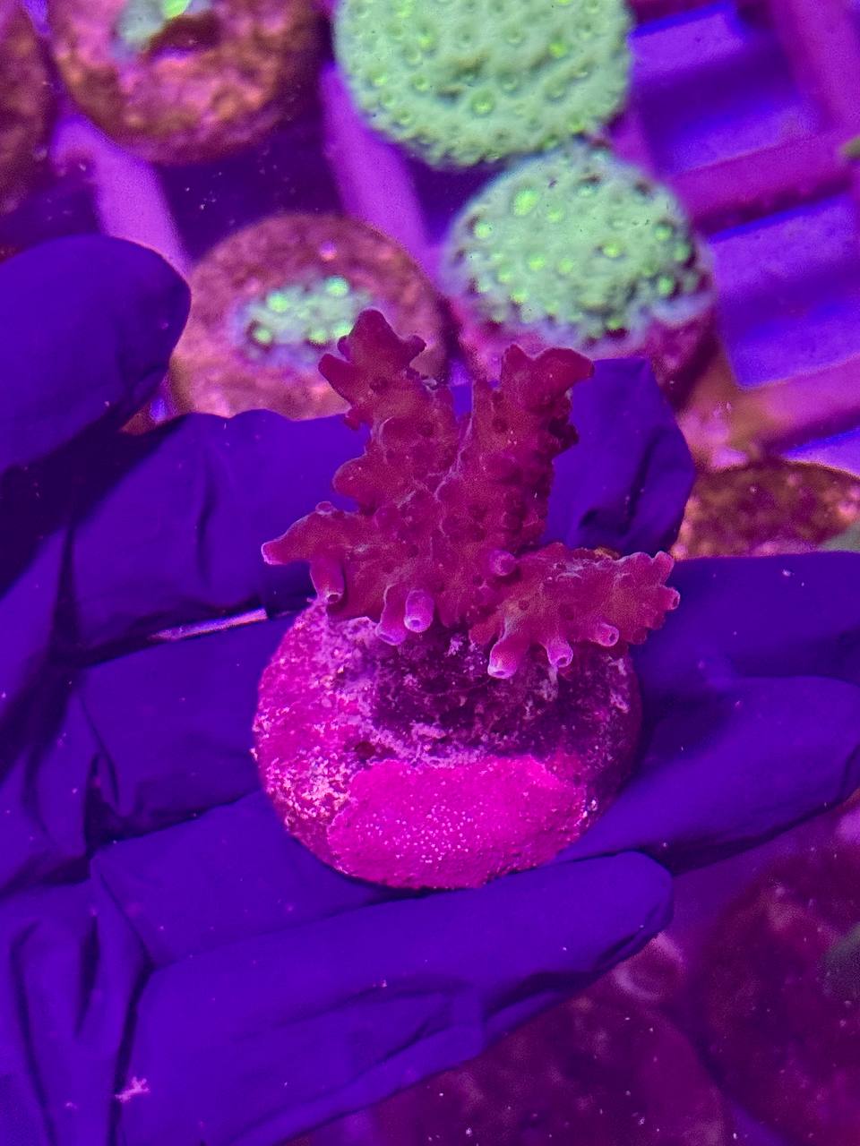 (Копія)Acropora spp. - Акропора - Зображення 2