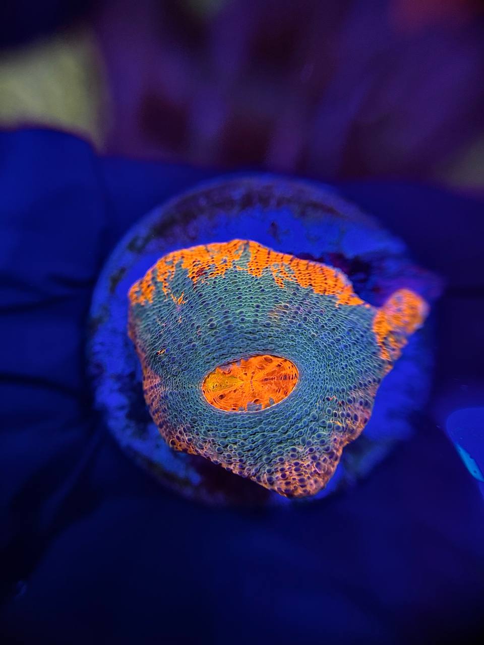 Chalice Rrainbow orange-green - Чаліс