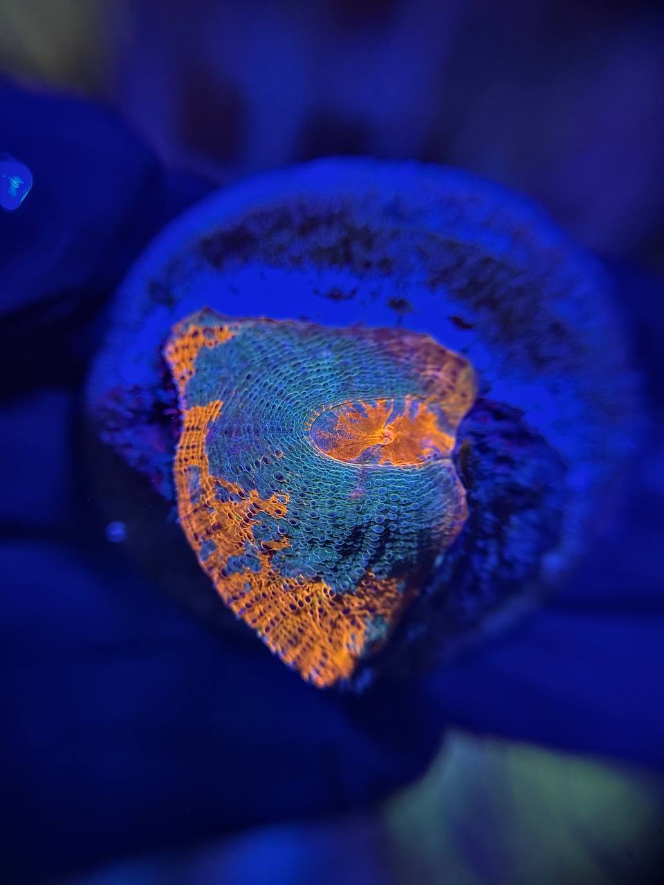 Chalice Rrainbow orange-green - Чаліс