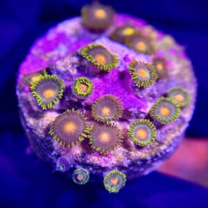 Zoanthus spp - Зоантус