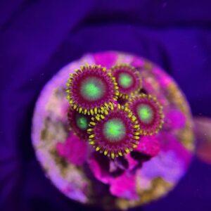 Zoanthus spp - Зоантус