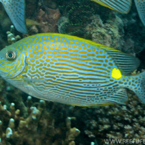 Siganus lineatus - Лінеатус