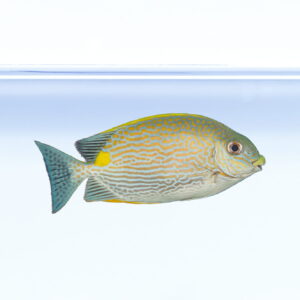Siganus lineatus - Лінеатус