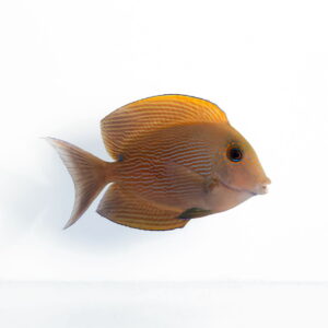 Ктенохет стріатус (Ctenochaetus striatus)