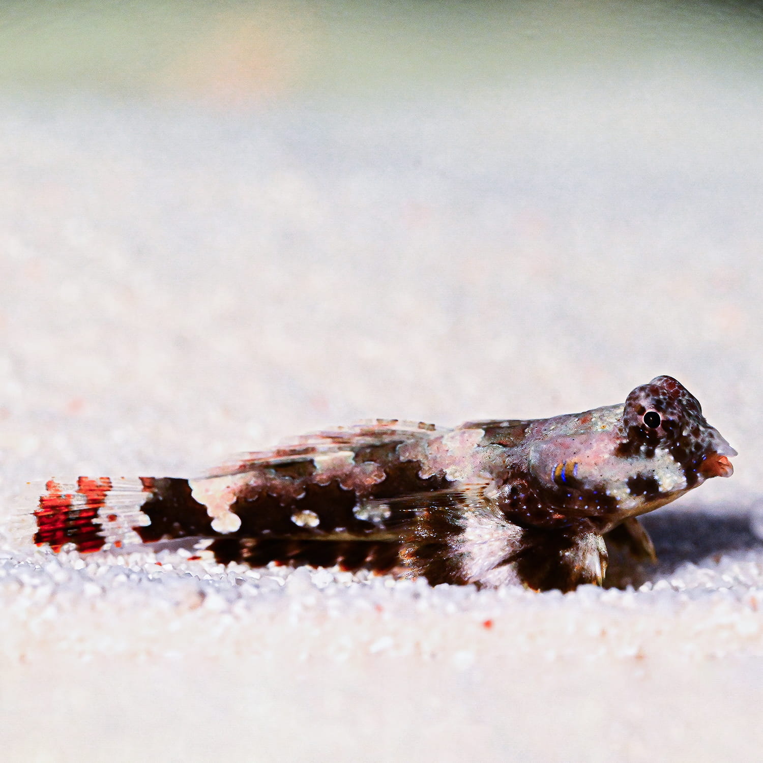 Synchiropus ocellatus - мармуровий мандарин