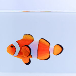 Amphiprion ocellaris - амфіпріон