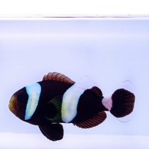 Amphiprion polymnus - Амфіпріон