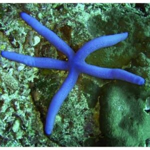 Linckia sp. блакитна морська зірка