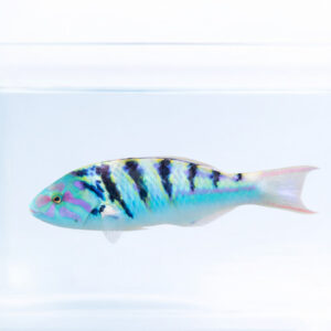 Thalassoma hardwicke - шестисмуговий губан