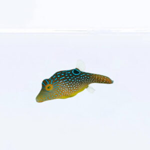 Canthigaster solandri - голубоплямистий голкобрюх-тобі